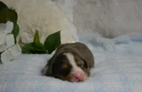 Apollo, a male Miniature Bernedoodle for sale in Edon, OH – 1 of 4