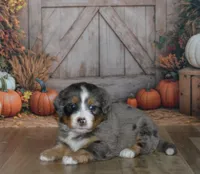 Harley, a male Miniature Bernedoodle for sale in Edon, OH – 6 of 10
