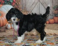 Rosie, a female Miniature Bernedoodle for sale in Edon, OH – 3 of 4