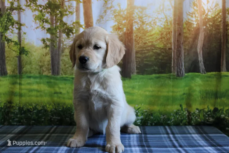 Daisy – English Cream Golden Retriever puppy for sale in Edon, OH