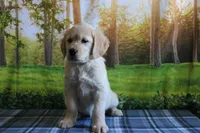 Daisy, a female English Cream Golden Retriever for sale in Edon, OH – 1 of 10