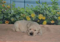 Lacy, a female English Cream Golden Retriever for sale in Edon, OH – Photo 4 of 5