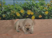 Lacy, a female English Cream Golden Retriever for sale in Edon, OH – Photo 3 of 5