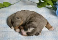 Harley, a male Miniature Bernedoodle for sale in Edon, OH – 3 of 4