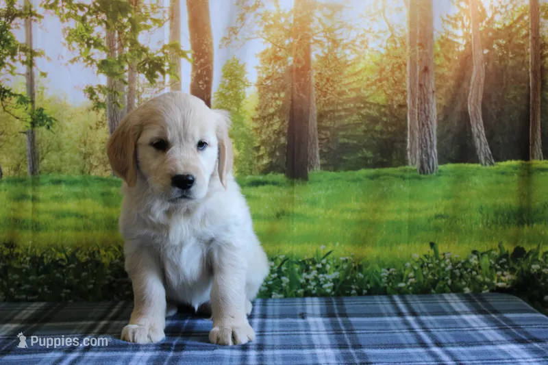 Lacy – English Cream Golden Retriever puppy for sale in Edon, OH