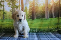 Lacy, a female English Cream Golden Retriever for sale in Edon, OH – 1 of 7