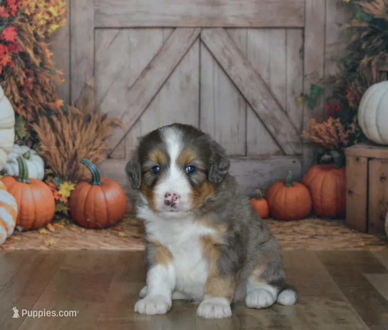 Apollo – Miniature Bernedoodle puppy for sale in Edon, OH