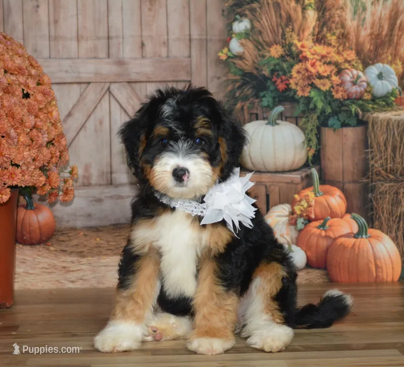 Maggie – Miniature Bernedoodle puppy for sale in Edon, OH