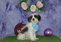 Danny, a male Cavapoo for sale in Edon, OH – 7 of 9
