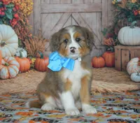 Apollo, a male Miniature Bernedoodle for sale in Edon, OH – 2 of 10