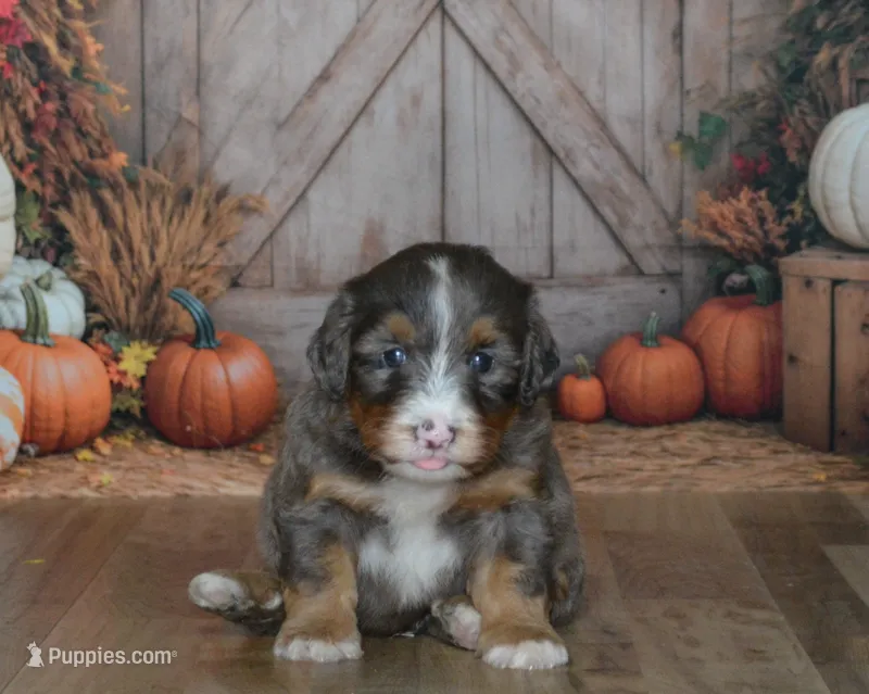 Rufas – Miniature Bernedoodle puppy for sale in Edon, OH