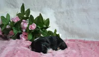 Rosie, a female Miniature Bernedoodle for sale in Edon, OH – 5 of 6