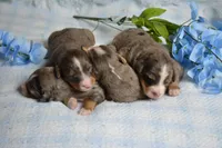 Rufas, a male Miniature Bernedoodle for sale in Edon, OH – 2 of 4