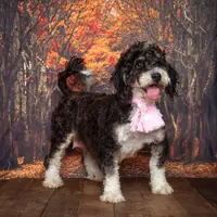 Christine is adopteb, a female Miniature Bernedoodle for sale in Edon, OH – Photo 9 of 10