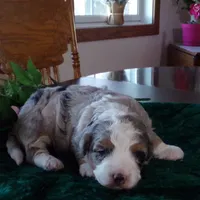 Christine is adopteb, a female Miniature Bernedoodle for sale in Edon, OH – Photo 6 of 10