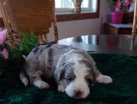 Christine is adopteb, a female Miniature Bernedoodle for sale in Edon, OH – Photo 6 of 10