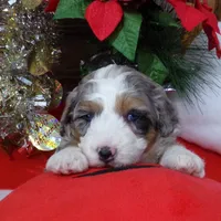 Christine is adopteb, a female Miniature Bernedoodle for sale in Edon, OH – Photo 1 of 10
