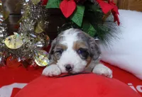 Christine is adopteb, a female Miniature Bernedoodle for sale in Edon, OH – Photo 1 of 10