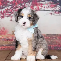 Christine is adopteb, a female Miniature Bernedoodle for sale in Edon, OH – Photo 8 of 10