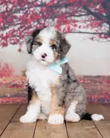 Christine is adopteb, a female Miniature Bernedoodle for sale in Edon, OH – Photo 8 of 10