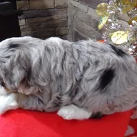 Christine is adopteb, a female Miniature Bernedoodle for sale in Edon, OH – Photo 5 of 10