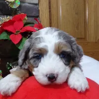 Christine is adopteb, a female Miniature Bernedoodle for sale in Edon, OH – Photo 4 of 10