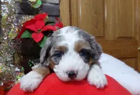Christine is adopteb, a female Miniature Bernedoodle for sale in Edon, OH – Photo 4 of 10