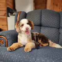Christine is adopteb, a female Miniature Bernedoodle for sale in Edon, OH – Photo 10 of 10