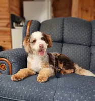 Christine is adopteb, a female Miniature Bernedoodle for sale in Edon, OH – Photo 10 of 10