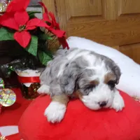 Christine is adopteb, a female Miniature Bernedoodle for sale in Edon, OH – Photo 3 of 10