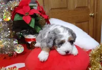 Christine is adopteb, a female Miniature Bernedoodle for sale in Edon, OH – Photo 3 of 10