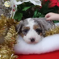 Christine is adopteb, a female Miniature Bernedoodle for sale in Edon, OH – Photo 2 of 10