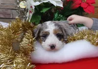 Christine is adopteb, a female Miniature Bernedoodle for sale in Edon, OH – Photo 2 of 10