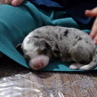 Christine is adopteb, a female Miniature Bernedoodle for sale in Edon, OH – Photo 7 of 10