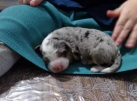 Christine is adopteb, a female Miniature Bernedoodle for sale in Edon, OH – Photo 7 of 10