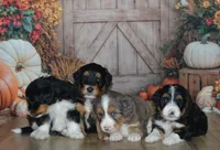 Heidi, a female Miniature Bernedoodle for sale in Edon, OH – 4 of 9