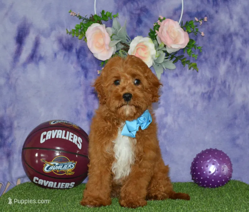 Davey – Cavapoo puppy for sale in Edon, OH