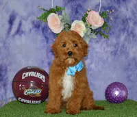 Davey, a male Cavapoo for sale in Edon, OH – 1 of 10