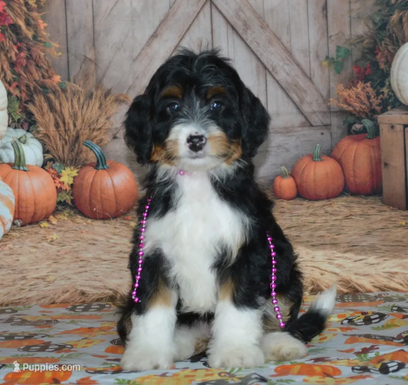 Rosie – Miniature Bernedoodle puppy for sale in Edon, OH