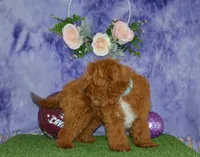 Davey, a male Cavapoo for sale in Edon, OH – 5 of 10