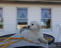 Buddy, a male English Cream Golden Retriever for sale in Edon, OH – Photo 3 of 9