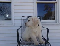 Buddy, a male English Cream Golden Retriever for sale in Edon, OH – Photo 2 of 9