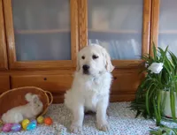 Buddy, a male English Cream Golden Retriever for sale in Edon, OH – Photo 5 of 9