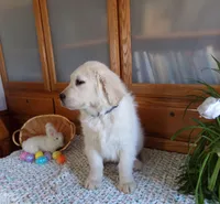 Buddy, a male English Cream Golden Retriever for sale in Edon, OH – Photo 6 of 9