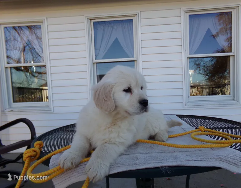 Buddy, a male English Cream Golden Retriever for sale in Edon, OH – Photo 1 of 9