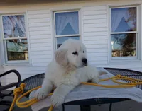 Buddy, a male English Cream Golden Retriever for sale in Edon, OH – Photo 1 of 9