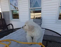Buddy, a male English Cream Golden Retriever for sale in Edon, OH – Photo 4 of 9