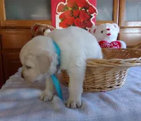 Buddy, a male English Cream Golden Retriever for sale in Edon, OH – Photo 9 of 9