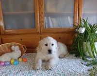 Buddy, a male English Cream Golden Retriever for sale in Edon, OH – Photo 7 of 9