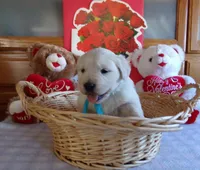 Buddy, a male English Cream Golden Retriever for sale in Edon, OH – Photo 8 of 9